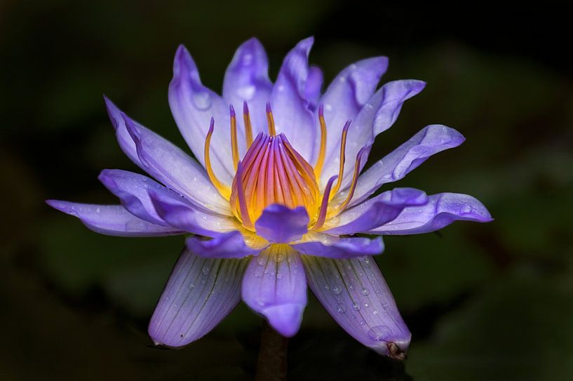 Nénuphar par Ada van der Lugt