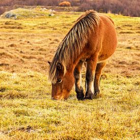 IJslands paard in de wei op het eiland IJsland van Rico Ködder