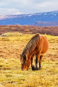 IJslands paard in de wei op het eiland IJsland van Rico Ködder