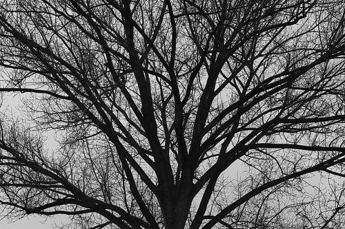 Tree in black and white