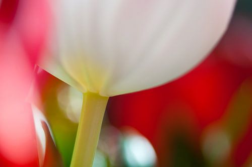 Stam van een tulp