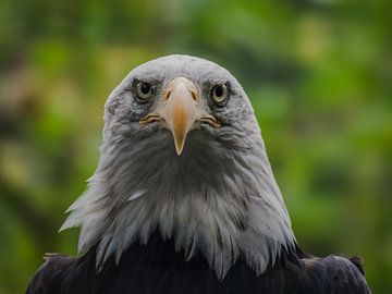 eagle, eagle, eagle by Andre Bolhoeve