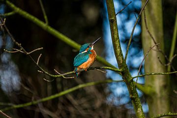 IJsvogel in de zon, kingfisher sunbathing van Corrine Ponsen