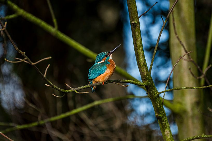 Kingfisher in sunbathing, kingfisher in sunbathing by Corrine Ponsen