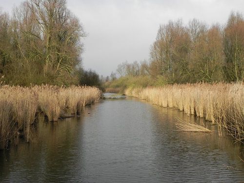 Rietkragen aan de waterkant in Flevoland