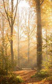 Autumn Light by Nicola Mathu