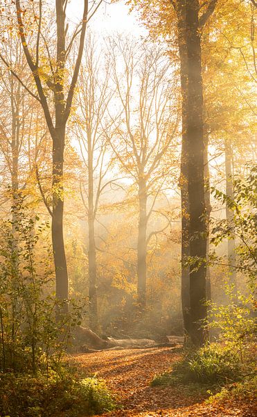 Herbstlicht von Nicola Mathu