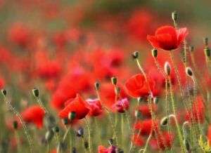 Prairies de coquelicots sur Renate Knapp