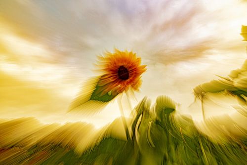 Salve de tournesols à van Gogh sur Alex van den Akker