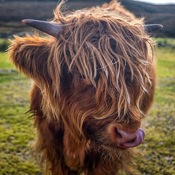 Close up of a Highland Cow  by Jasper den Boer