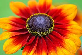 Flower of a cockade flower by Bernhard Kaiser