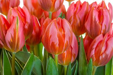 Hollandse glorie in rood