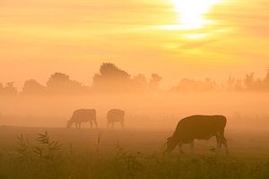 Cows grazing in the fog