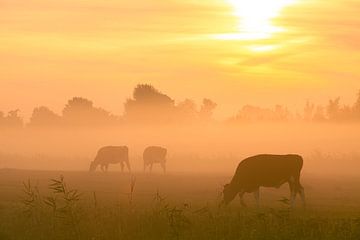 Kühe auf der Weide im Nebel