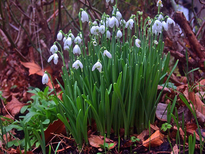 Sneeuwklokjes 2 van Edgar Schermaul