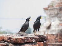 Vogels in Thailand