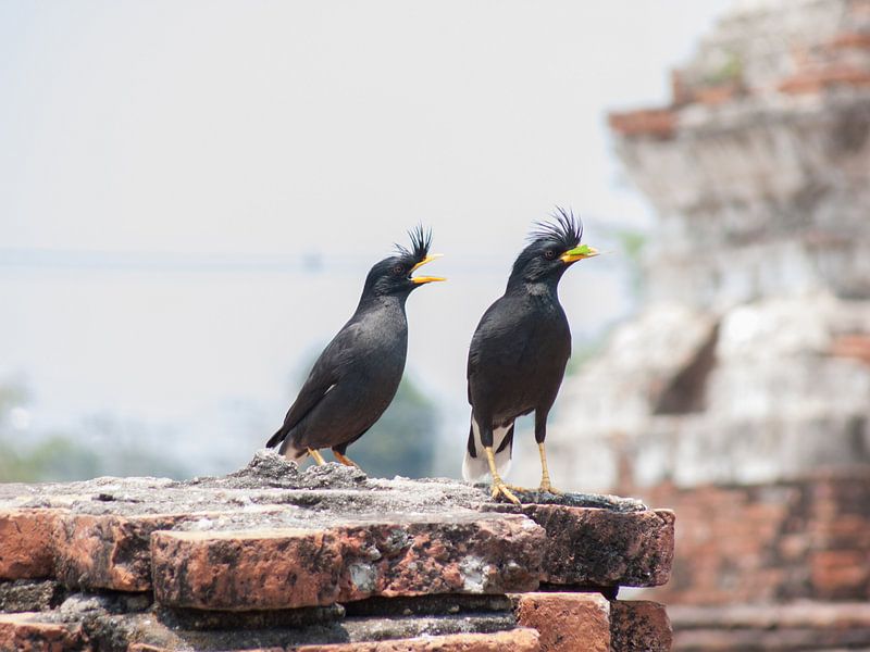 Vogels in Thailand van Paul Tolen