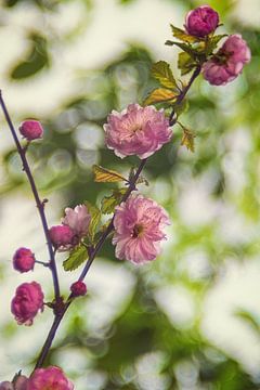 Almond Tree by Steffen Gierok