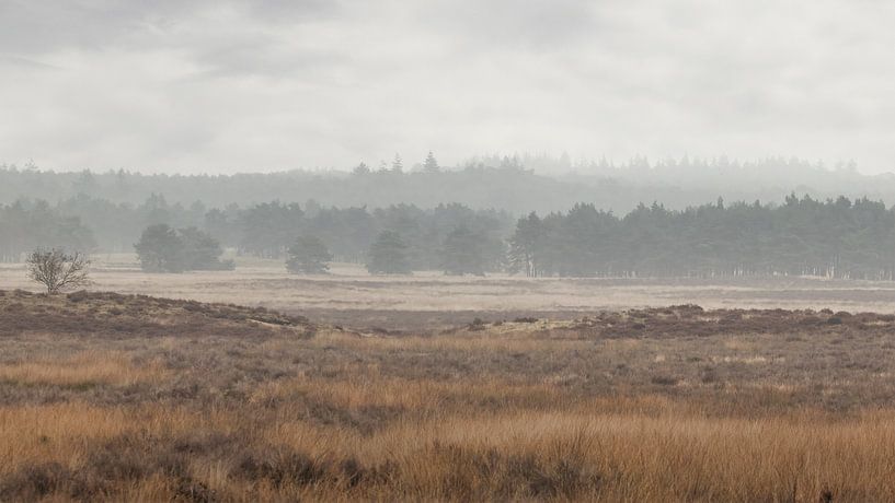 On the moor with rising fog by Eric Wander