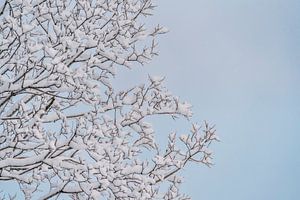 Weiche Winterwebzweige im Schnee