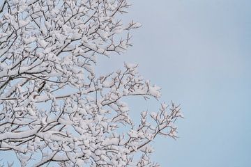 Zacht Winterweb Takken in Sneeuw van Femke Ketelaar