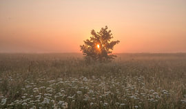 Lever du soleil par un matin brumeux sur John Leeninga
