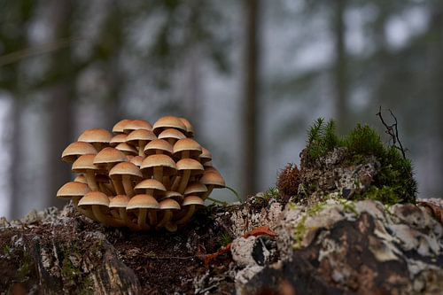 Zauberhafte Pilze im mystischen Wald