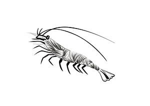 Affiche crevettes - créatures marines sur Studio Tosca