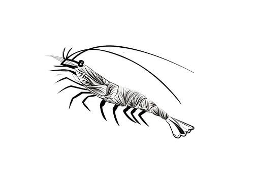 Poster shrimp - sea creatures