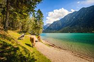 Vaches au lac Heiterwanger par Lukas Fiebiger Aperçu