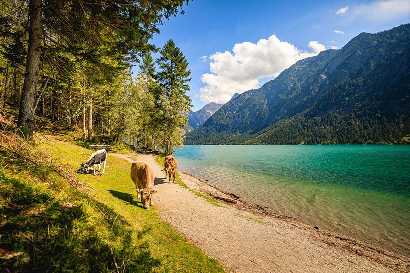 Vaches au lac Heiterwanger par Lukas Fiebiger