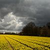 Gele bloemen ondere donkere wolken van Remco Swiers