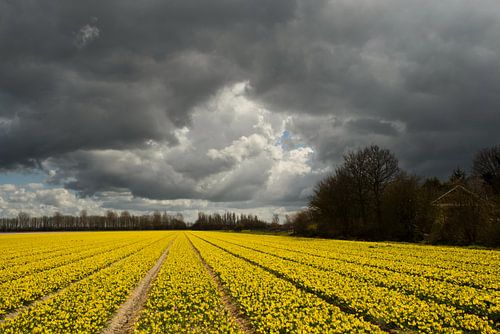 Yellow flowers under a dark sky