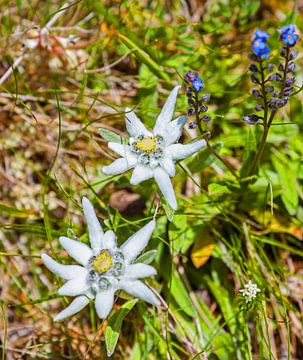 Twee edelweiss van Christa Kramer