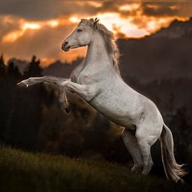 Wit paard krachtig tussen de bergen von Emma van Veldhuisen