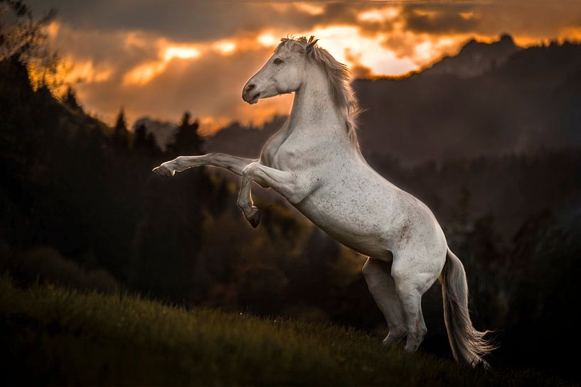 Wit paard krachtig tussen de bergen by Emma van Veldhuisen