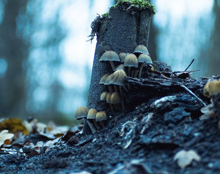 Groupe de champignons par DutchRosephotography