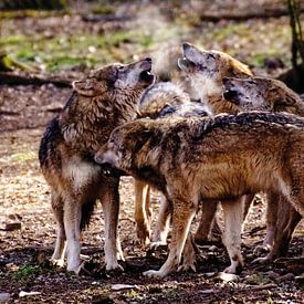 Heulende Wölfe von Uwe Frischmuth