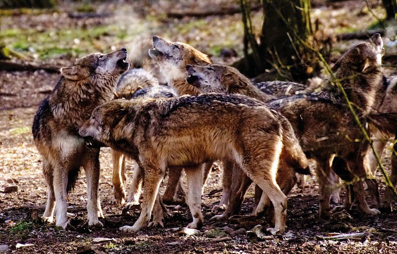 Howling wolves by Uwe Frischmuth