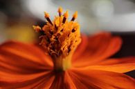 crown by Angelique Raaijmakers thumbnail