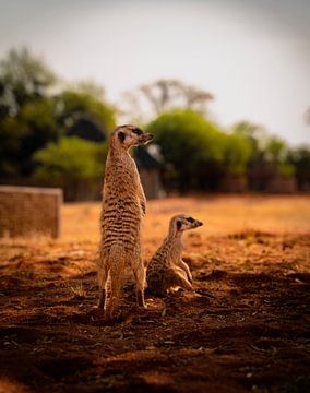 Erdmännchen mit Kindern beobachteten die Situation von Patrick Groß