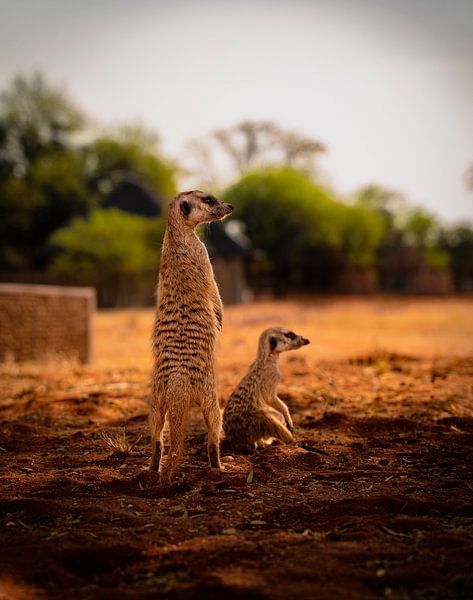 Meerkats with children observed the situation by Patrick Groß