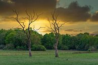 Los staande bomen van Lucas Steunebrink thumbnail