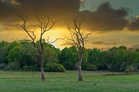 Los staande bomen