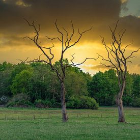 Loose standing trees by Lucas Steunebrink