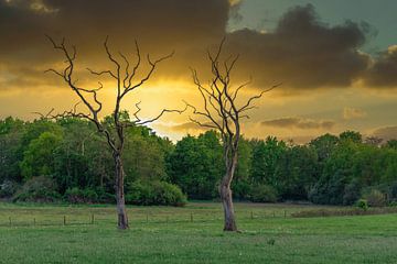 Los staande bomen van Lucas Steunebrink