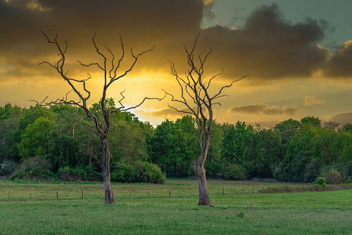 Loose standing trees by Lucas Steunebrink