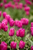 Paarse tulpen in een bloemenveld | fine art natuur foto | botanische kunst