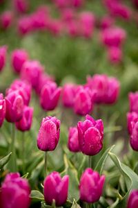 Paarse tulpen in een bloemenveld | fine art natuur foto | botanische kunst van Karijn | Fine art Natuur en Reis Fotografie
