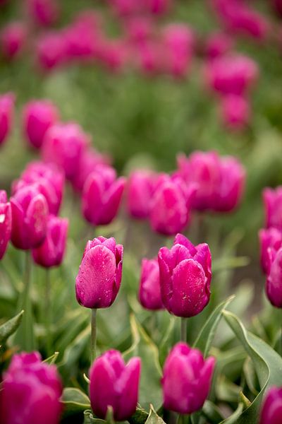 Tulipes violettes dans un champ de fleurs | photo d'art nature | art botanique par Karijn | Fine art Natuur en Reis Fotografie
